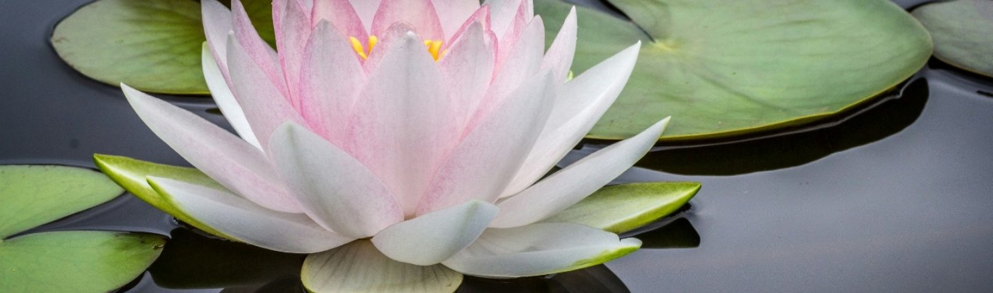 Osho Jaipur — About Us Banner